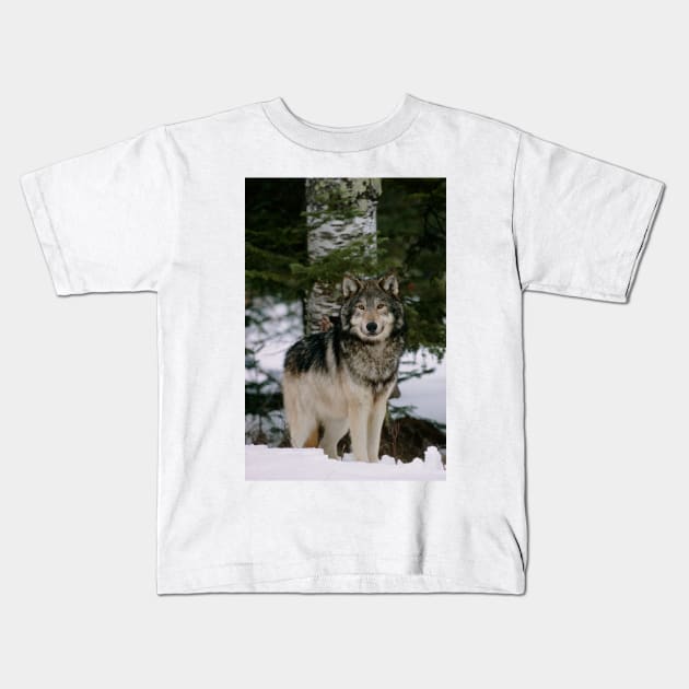 Grey wolf (Z932/0179) Kids T-Shirt by SciencePhoto